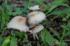 Candolleomyces candolleanus