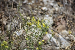 Linaria dalmatica