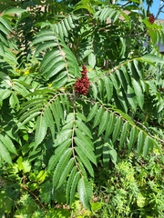 Rhus glabra