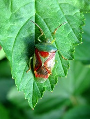 Elasmostethus interstinctus