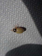 Anisosticta novemdecimpunctata