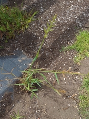 Poaceae