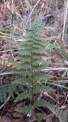 Myriopteris myriophylla