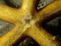 Chaetaster longipes