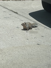 Otospermophilus variegatus