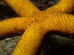 Chaetaster longipes