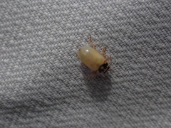 Anisosticta novemdecimpunctata