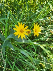 Helianthus strumosus