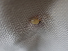 Anisosticta novemdecimpunctata