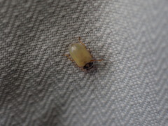 Anisosticta novemdecimpunctata