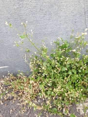 Caryophyllaceae