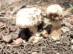 Chlorophyllum brunneum