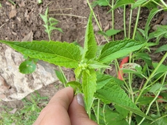 Heliopsis helianthoides