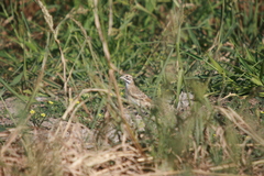 Chondestes grammacus