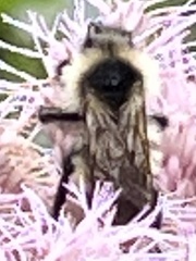 Bombus citrinus