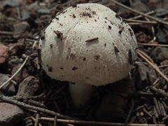 Chlorophyllum brunneum
