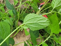 Heliopsis helianthoides
