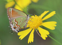 Callophrys gryneus