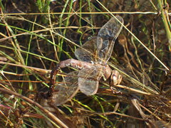 Aeshna grandis
