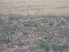 Burhinus oedicnemus