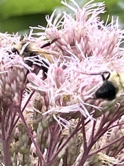 Bombus citrinus
