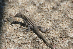 Aspidoscelis neomexicanus