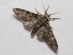 Biston betularia