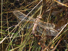 Aeshna grandis