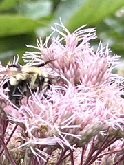 Bombus citrinus
