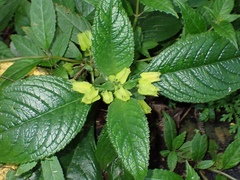 Chrysothemis friedrichsthaliana