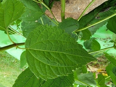 Heliopsis helianthoides