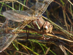 Aeshna grandis