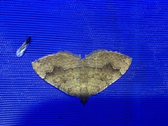 Camptogramma bilineata