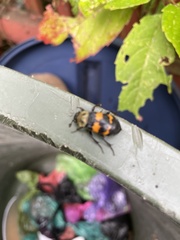 Nicrophorus tomentosus
