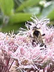 Bombus citrinus