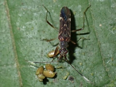 Ozophora picturata