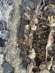 Agaricales