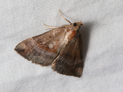 Hypena