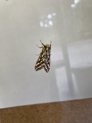 Lophocampa argentata
