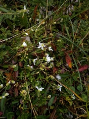 Caryophyllaceae