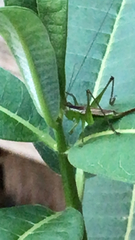 Conocephalus brevipennis