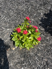 Catharanthus