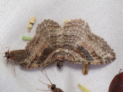 Costaconvexa centrostrigaria