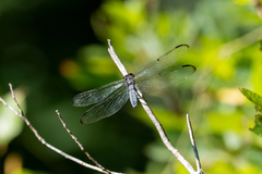 Erythemis simplicicollis