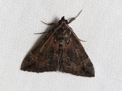 Hypena