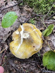 Tricholoma subluteum
