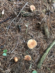 Lactarius vinaceorufescens