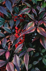 Nandina domestica