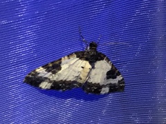 Melanthia procellata