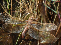 Aeshna grandis